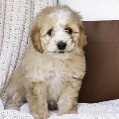 Lavender Collar Girl - Cream Assorted Doodle Crosses puppy in Hebron, Indiana from Duneland Doodles