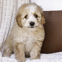 Lavender Collar Girl - Cream Assorted Doodle Crosses puppy in Hebron, Indiana from Duneland Doodles