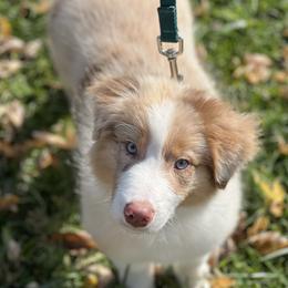 Australian Shepherds from Dogwood Lane Canine