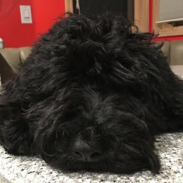 Barbet Puppies from Astarte Barbets