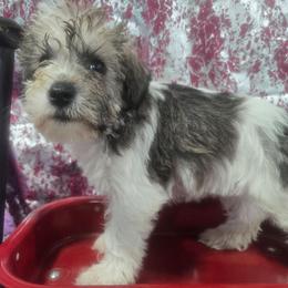 Sunny - Parti female Miniature Schnauzer puppy in Neosho, Missouri from Cooley's Cuddle Pups
