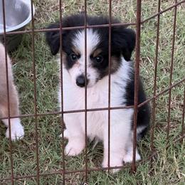 Thacker - Black tri male Toy Australian Shepherd puppy in Ambrose, Georgia from Brandilyn's Aussies