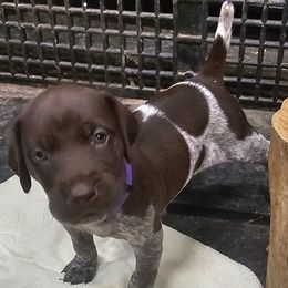 Girl 2 - Liver roan German Shorthaired Pointer puppy in Henderson, Texas from C4 Gun Dogs