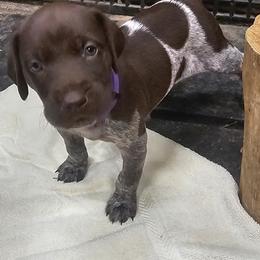 Girl 2 - Liver roan German Shorthaired Pointer puppy in Henderson, Texas from C4 Gun Dogs