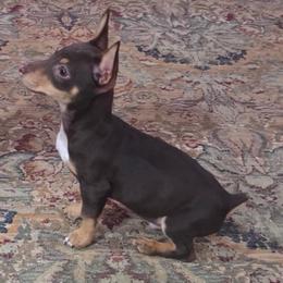 Jojo - Chocolate and white male Teddy Roosevelt Terrier puppy in Gadsden, Alabama from Rich Cat’s