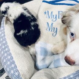 German Shepherd and Miniature American Shepherd Puppies from Bouchard’s Best Shepherds