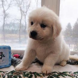 Pilgrim - Light golden male Golden Retriever puppy in Colville, Washington from Rosehaven Homestead