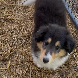 Bianca - Black white and tan female Collie puppy in Malvern, Arkansas from Lost Acres Collies