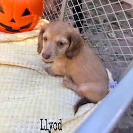 Lloyd - Cream male Dachshund puppy in Slaughterville, Oklahoma from BooneDox Miniature Dachshunds