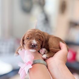 Zooli - Red  female Goldendoodle puppy in Ontario, California from Teddy Doodles & Standard Poodles