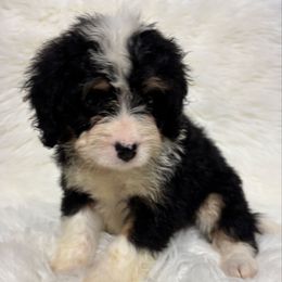 Girl 71 - Tri-color female Bernedoodle puppy in West Point, Iowa from Circle A Mini Goldendoodles and Mini Bernedoodles