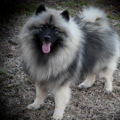 Kai - Keeshond