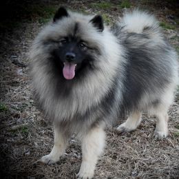 Kai - Keeshond
