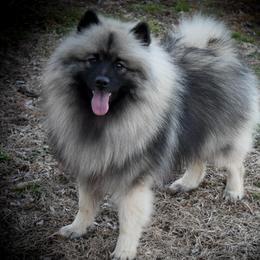 Kai - Keeshond