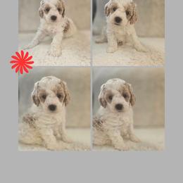 Matshall - Parti male Goldendoodle puppy in Newdale, Idaho from Canyon Creek Puppies