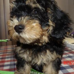 King Cullen - Black brindle male Havanese puppy in North Richland Hills, Texas from A Royal Havanese Court