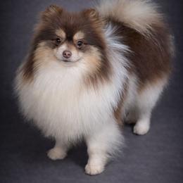 Hazelnut - Chocolate and tan female Pomeranian puppy in Fultonville, New York from Sandy Aussies & Pomeranians