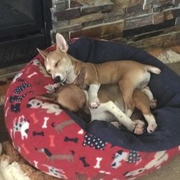 Rat Terrier Puppies from Buzablu Rat Terriers