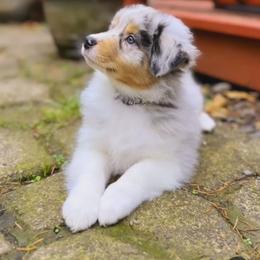 Australian Shepherd Puppies from Rockhill Australian Shepherds