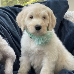 Pitsy - Cream female Goldendoodle puppy in Rocky Point, North Carolina from CelticDoods