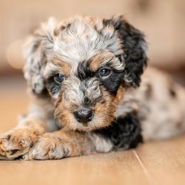 Boy 4 - male Bernedoodle puppy in Chandler, Arizona from Phoebe's Bebies