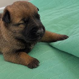 Fawn Girl (reserved - next litter Oct) - Fawn sable female Belgian Malinois puppy in Dallas, Texas from Kaizen Ruach Malinois