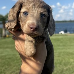 Rusty 3800 - Fawn (isabella) and cream male Dachshund puppy in Winter Haven, Florida from Dreamwork Dachshunds