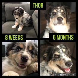 Australian Shepherd All Grown Up from K & R Australian Shepherds