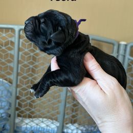 Ysera - Black female Cane Corso puppy in Altoona, Alabama from Snead’s Cane Corso Kennel