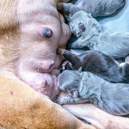 French Bulldog Puppies from Pawzitive Frenchies