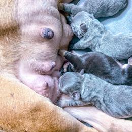 French Bulldog Puppies from Pawzitive Frenchies
