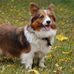Bella - Pembroke Welsh Corgi