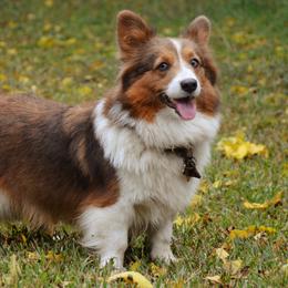 Bella - Pembroke Welsh Corgi