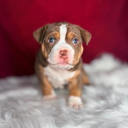 Ygritte - Chocolate tri-color female American Bully puppy in Nashville, Tennessee from SimplyBullies