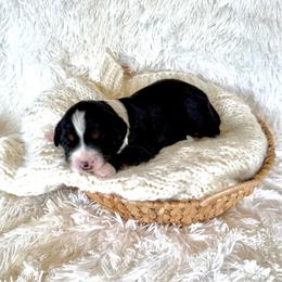 Trooper - Tri-color male Bernedoodle puppy in Bremen, Indiana from Farmland Doodles