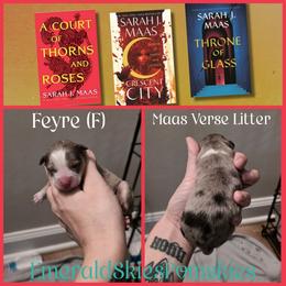 Feyre - Merle female Pomsky puppy in Sumter, South Carolina from Emerald Skies Pomskies