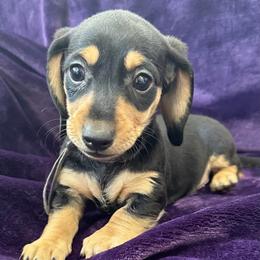 Snoopy - Black and cream male Dachshund puppy in Memphis, Tennessee from River City Doxies