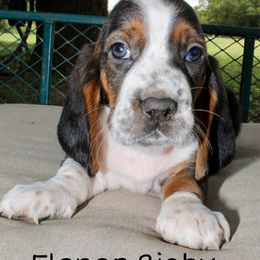 Elenor Rigby- Yellow - Black brown and white female Basset Hound puppy in Jacksboro, Texas from Basset Hounds of Jacksboro, Tx