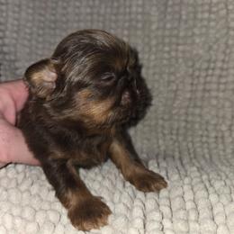 Sam - Chocolate and tan male Shih Tzu puppy in Fairview Park, Ohio from Sunshine Shih tzus