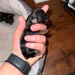 Yorkshire Terrier Puppies from Precious Paws LLC
