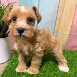 Maple - Wheaten female Miniature Schnauzer puppy in Lufkin, Texas from C&K’s Schnauzer House