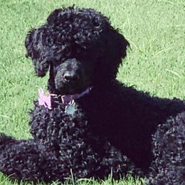 Poodles from Benson Standard Poodles