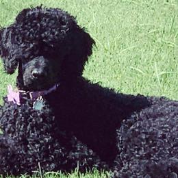 Poodles from Benson Standard Poodles