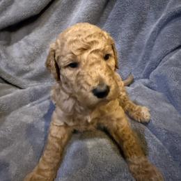 W25 Female Orange Collar - Red  female Goldendoodle puppy in Cape Coral, Florida from GoldenDoodles Cape Coral