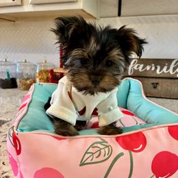 Antonio - Black and tan male Yorkshire Terrier puppy in Yuma, Arizona from Yuma Yorkie