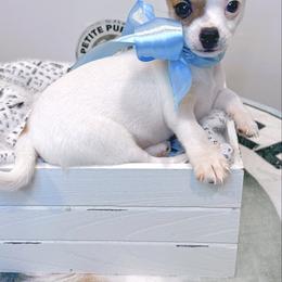 Popcorn - Sable spotted white male Chihuahua puppy in Ozone Park (Queens), New York from Petite Pups LLC