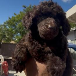 Nova - Brown female Poodle puppy in Corona, California from Garden Of Poodles