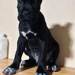 Volkov - Black male Cane Corso puppy in Houston, Texas from Mortaio Cane Corso