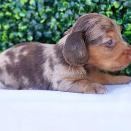 Charlie - Dapple male Dachshund puppy in Apple Valley, California from Socaldoxies