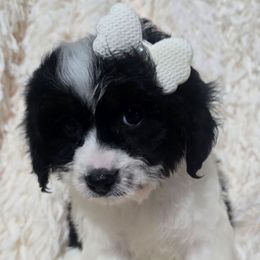 Patience - Black and white female Cavapoo puppy in Lebanon, Kentucky from Mosaic Merle Doodles